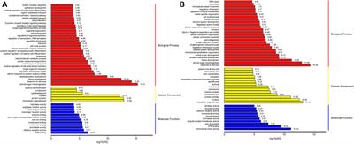 Identification of Key Genes Related to Postnatal Testicular Development Based on Transcriptomic Data of Testis in Hu Sheep